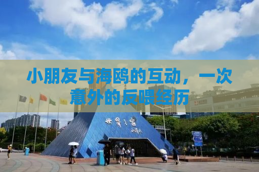 小朋友与海鸥的互动，一次意外的反喂经历
