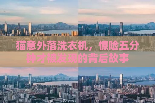 猫意外落洗衣机，惊险五分钟才被发现的背后故事