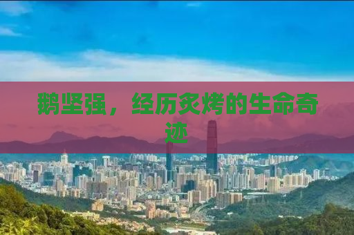 鹅坚强，经历炙烤的生命奇迹