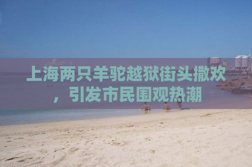 上海两只羊驼越狱街头撒欢，引发市民围观热潮