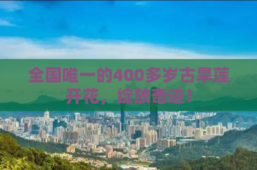 全国唯一的400多岁古旱莲开花，绽放奇迹！