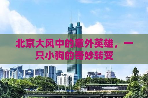 北京大风中的意外英雄，一只小狗的奇妙转变