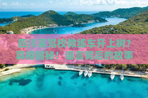 四川某驾校教练车开上树？真相揭秘！谣言背后的故事引人深思